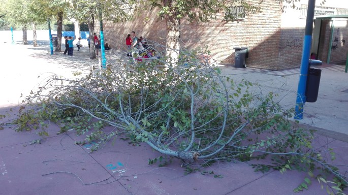 ampa arboles comunicado